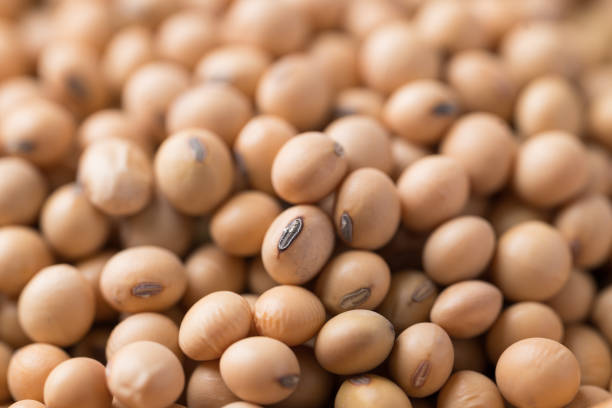 Soybeans - harvest in the state of Mato Grosso do Sul, Brazil in the year 2021