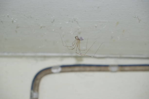 istock The female spider has eggs and stores them on her body. 2184557895