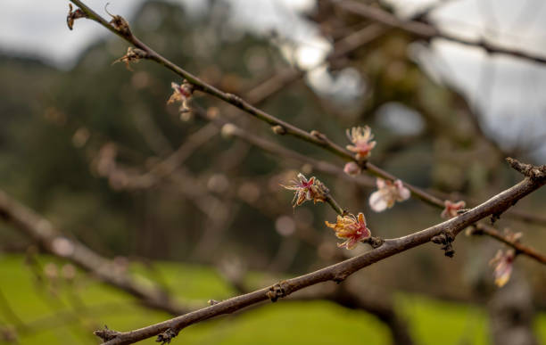 Peach Flower Buds Branch - Free photo on Pixabay