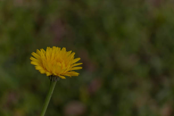 Taraxacum officinale / common dandelion / Asteraceae