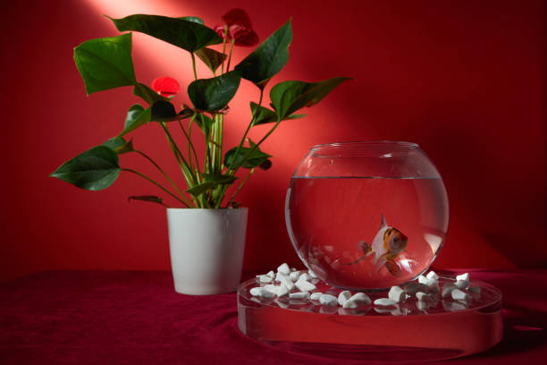 Goldfish in a bowl on a red background, There is also a beautiful flower on the table