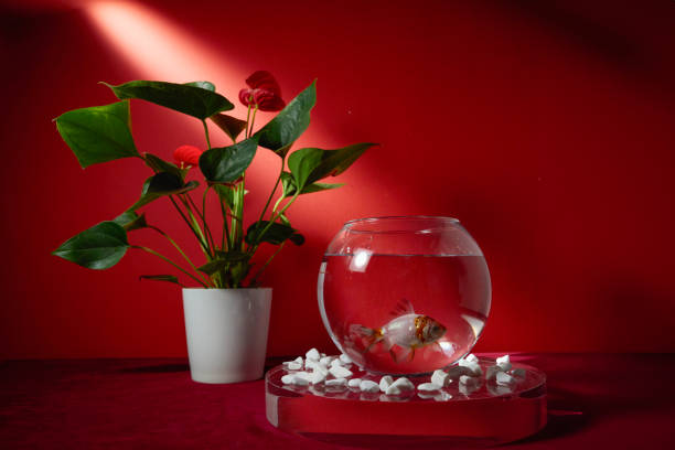 Golf fish in transparent aquarium bowl side view isolated on studio background