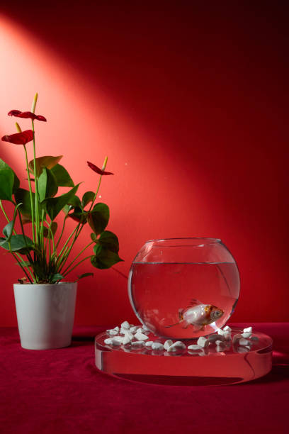 istock Goldfish in a bowl on a red background 2184563652