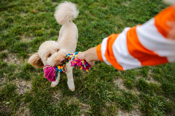 Dog poodle Pulls Toy and Tug-of-War Game