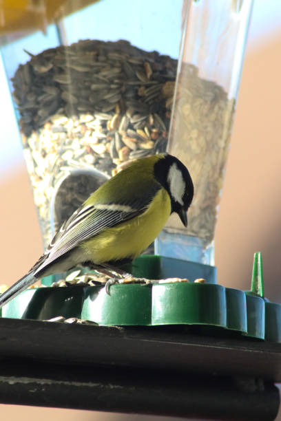 istock Tit sits in front of a birdhouse 2184564172