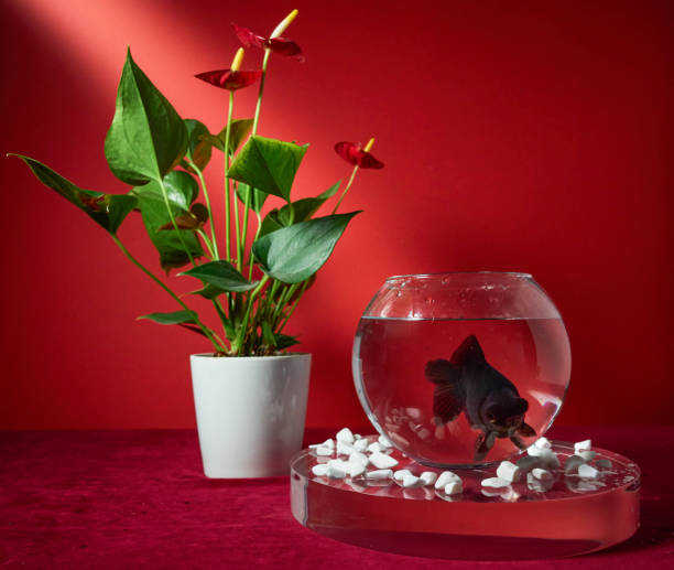 istock Goldfish in a bowl on a red background 2184564330