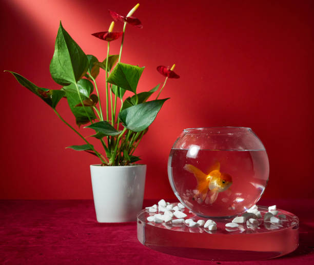 istock Goldfish in a bowl on a red background 2184564338