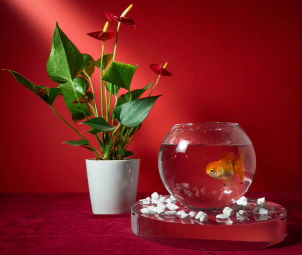 istock Goldfish in a bowl on a red background 2184564339