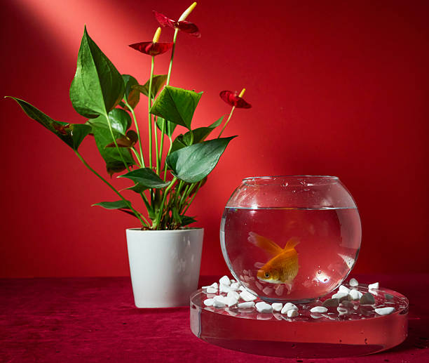 istock Goldfish in a bowl on a red background 2184564596