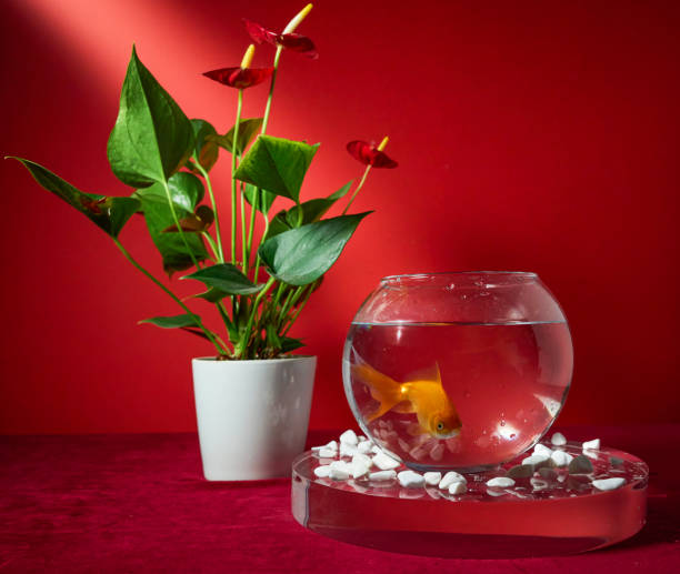 istock Goldfish in a bowl on a red background 2184564751