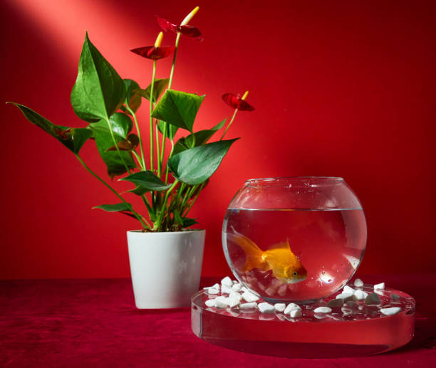 istock Goldfish in a bowl on a red background 2184564752