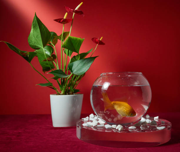istock Goldfish in a bowl on a red background 2184564753