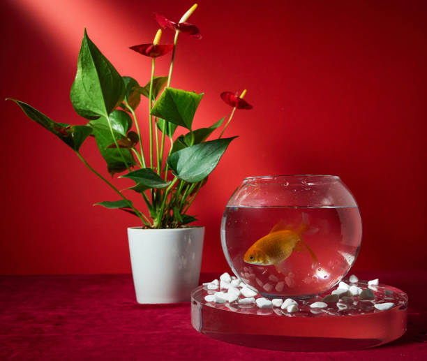 istock Goldfish in a bowl on a red background 2184564754