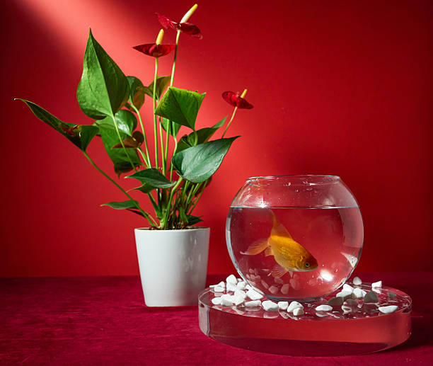 istock Goldfish in a bowl on a red background 2184564975