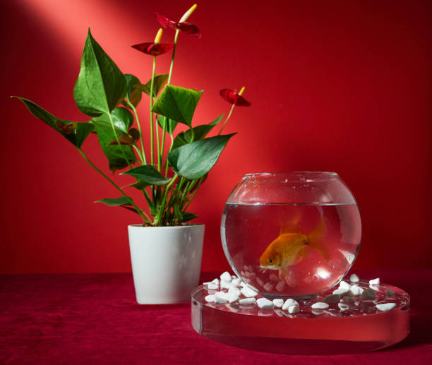 istock Goldfish in a bowl on a red background 2184564976