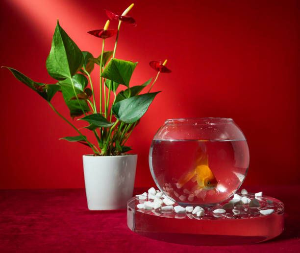 istock Goldfish in a bowl on a red background 2184564979