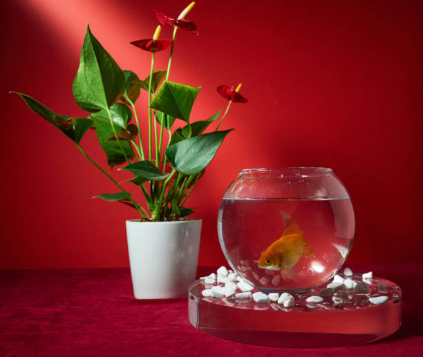 istock Goldfish in a bowl on a red background 2184564980