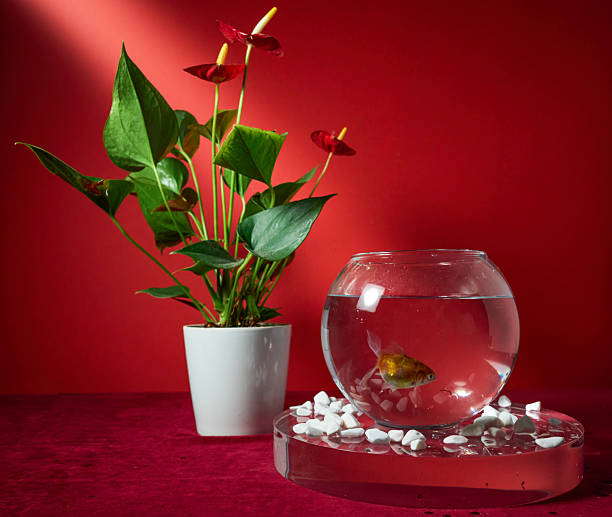 istock Goldfish in a bowl on a red background 2184565134
