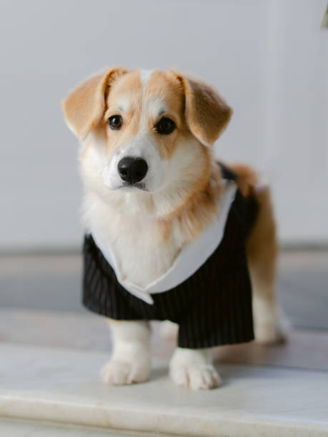 istock Your companion is by your side for your wedding 2184566553