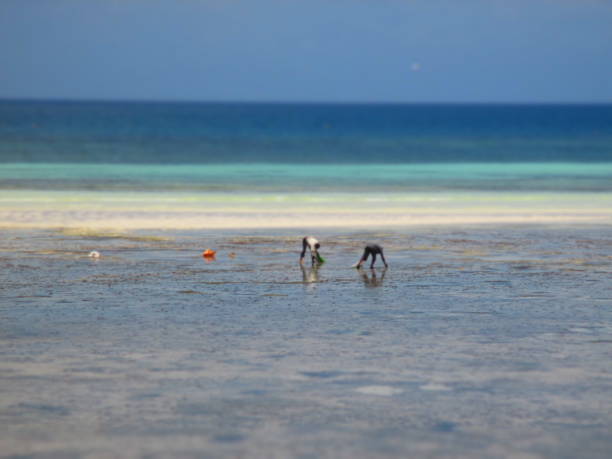 Men collecting seafood in Zanzibar