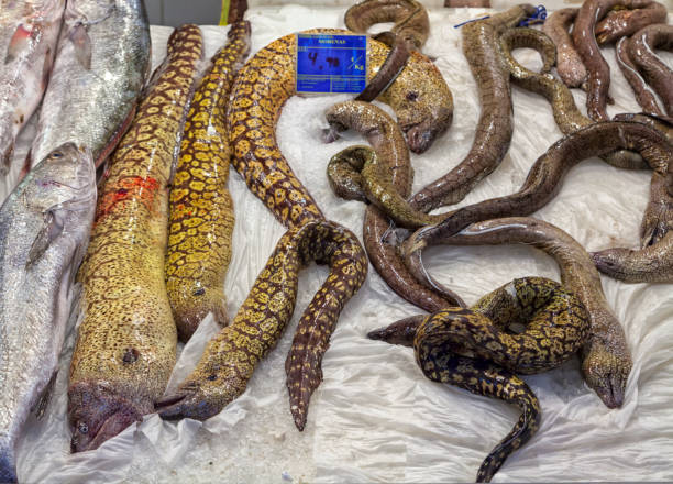 Morays on display at fish market of Las Palmas, Grand Canary