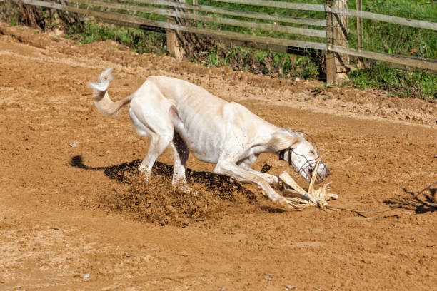 Saluki sighthound catching the bait at the finish of a race course