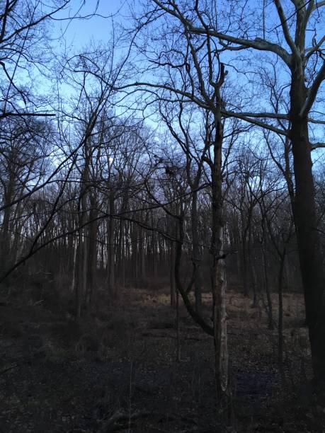 istock Winter moonrise in the woods 2184570300