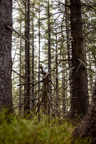 istock Roots and trunks of trees in a mountain forest in autumn 2184570772
