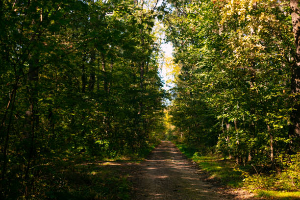 istock A countryside road winding through a dense, lush green summer forest, leading deeper into the woods. 2184577774