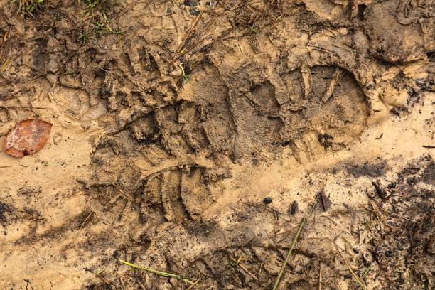 istock Wet mud foot print on forest trail in Poland 2184577842