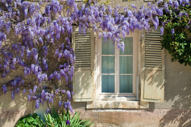 Wisteria on house front with window in Tanlay, Bourgogne, France