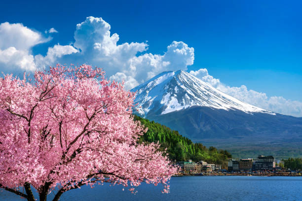 Fuji mountain and cherry blossoms in spring, Japan. stock photo
