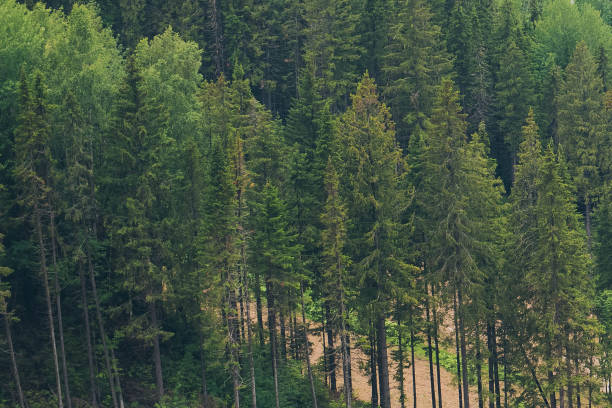 Lush green pine tree forest fresh on mountain side forrest of trees. High quality photo