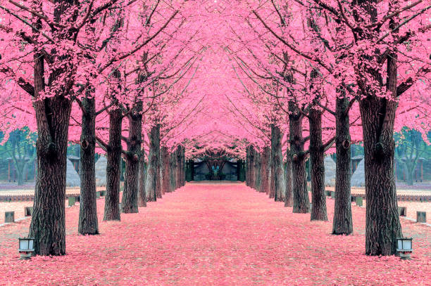 Pink tree,Nami Island in Korea stock photo