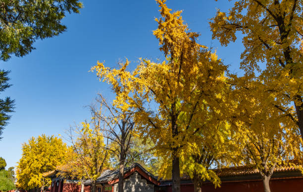 Autumn colour over the Forbidden City in Beijing