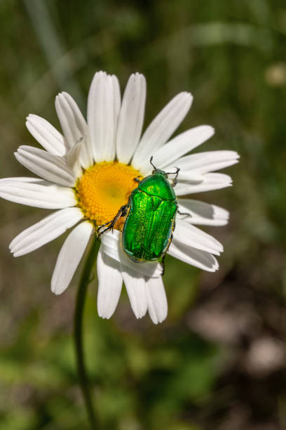 A striking green beetle sits on a white daisy, showcasing nature's vibrant colors. The close-up highlights the beetle's sheen and the flower's delicate petals, evoking a sense of tranquility and beauty.