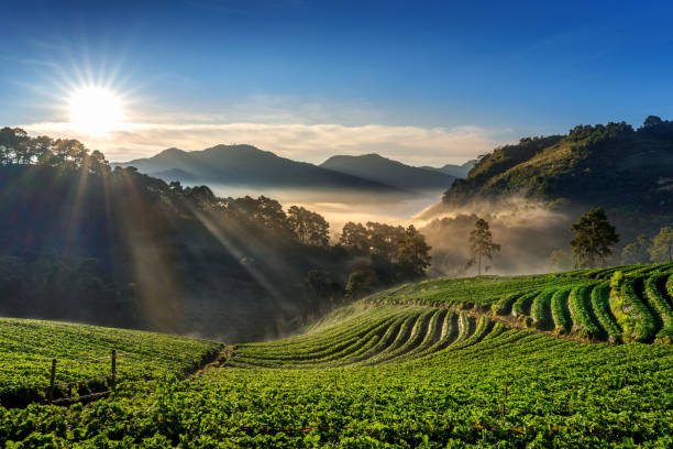 Beautiful strawberry garden and sunrise on Doi Ang Khang , Chiang Mai, Thailand. stock photo