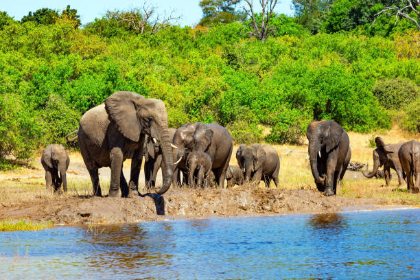 istock The largest herd of elephants 2184581505