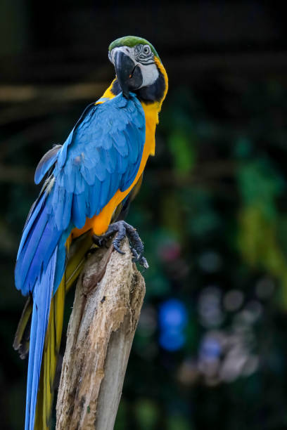 istock Close up head the Blue macaw parrot bird in garden 2184582574