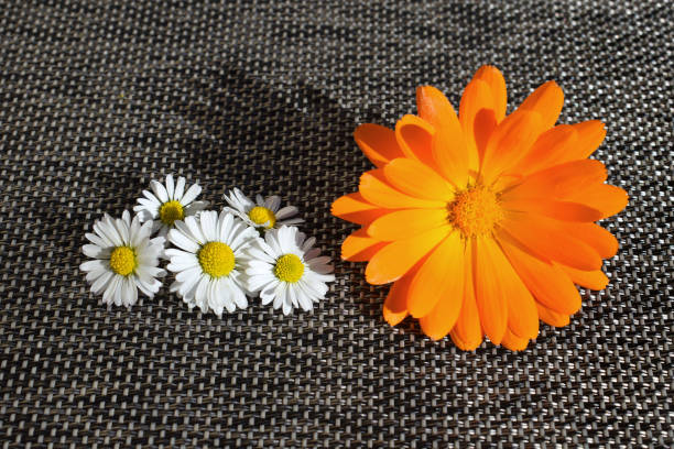 Bellis perennis and Calendula officinalis flowers close up