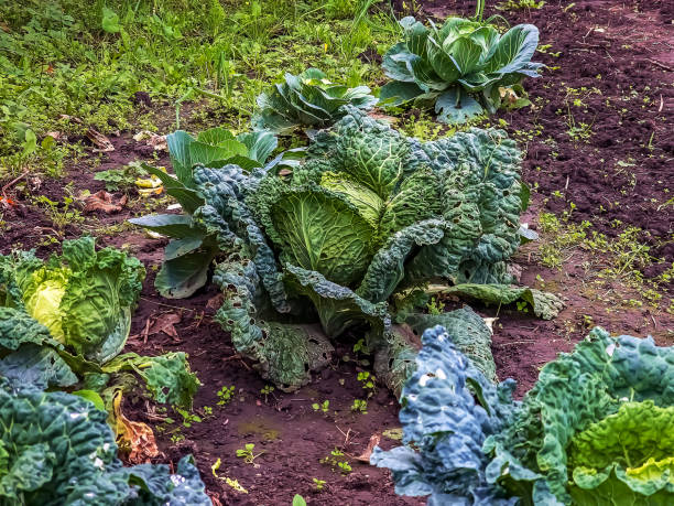 istock Huge growing cabbage head with large upper wiry leaves. Brassica oleracea. 2184583823