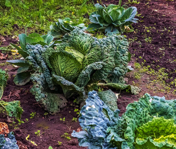 istock Huge growing cabbage head with large upper wiry leaves. Brassica oleracea. 2184583868