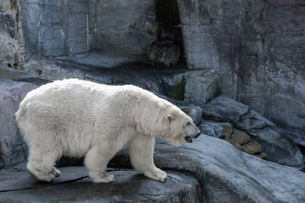 istock A beautiful and big polar bear stands on rocks. 2184584304