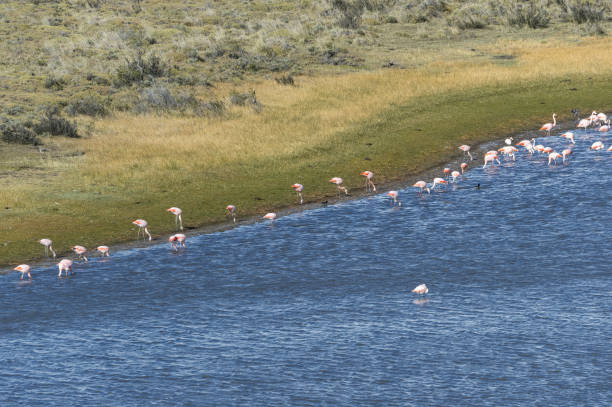 Chilean flamingos (Phoenicopterus chilensis), Torres del Paine National Park, Chilean Patagonia, Chile