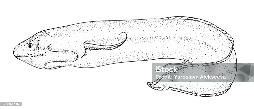 Protoperus Fish Protopterus Fish Black Drawing Outline Vector Image Stock Illustration ...