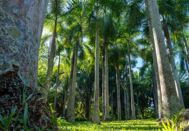 A dense tropical palm forest, with sunlight shining through the towering treetops and the ground covered with green grass. The picture shows the natural beauty and tranquility of the tropical forest, and is suitable for content related to nature, ecological environment and tropical themes.