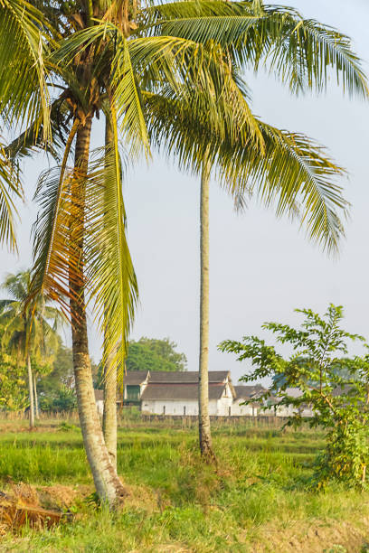 A serene rural landscape with tall coconut trees in the foreground. A traditional house can be seen in the distance.