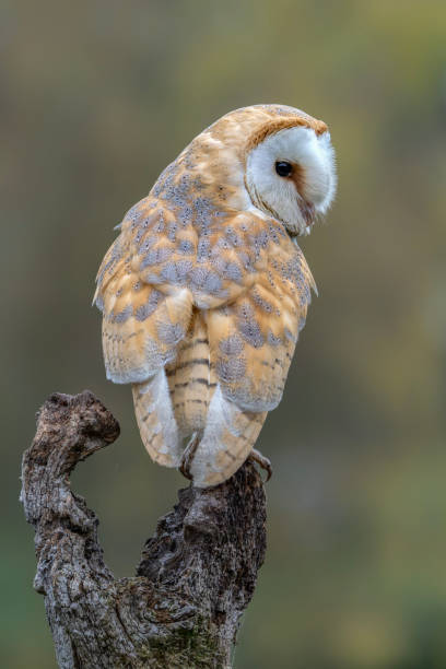 istock Beautiful Barn owl (Tyto alba) sitting on a branch at a pasture looking for prey. 2184591023