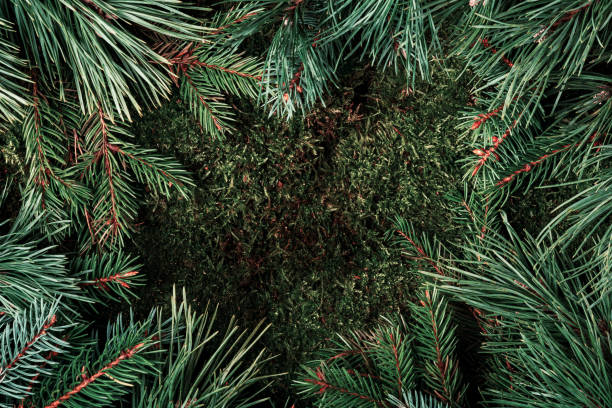 istock Pine branches framing moss, creating a festive Christmas and New Year background 2184592630