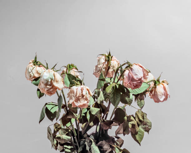 istock Close-up of wilted roses in a vase, highlighted by harsh light and sharp shadows on a light background 2184595151